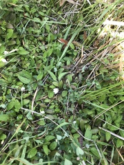 Mazus novaezeelandiae impolitus