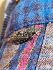Atrapsalta furcilla