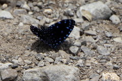 Hamadryas laodamia saurites