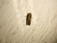 Spodoptera eridania