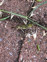 Chortoicetes terminifera