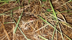 Lithobates brownorum