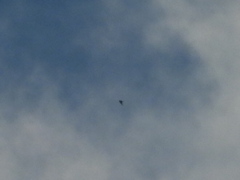 Stercorarius parasiticus