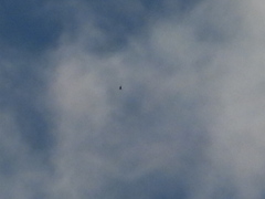 Stercorarius parasiticus