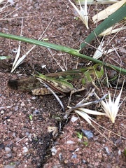 Chortoicetes terminifera