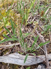 Plantago gaudichaudii