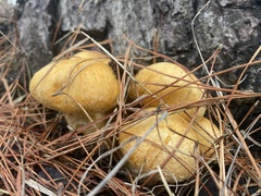 Gymnopilus ventricosus