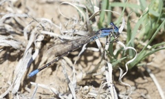 Argia alberta