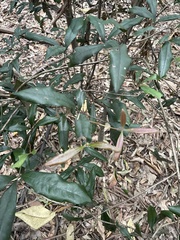 Heritiera trifoliolata