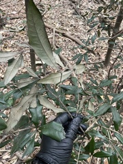 Heritiera trifoliolata