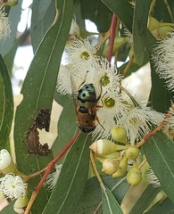 Austalis pulchella