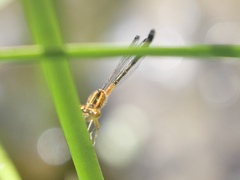 Ischnura verticalis