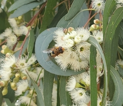 Austalis pulchella