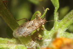 Nysius