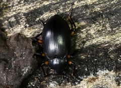 Eucyrtus annulipes