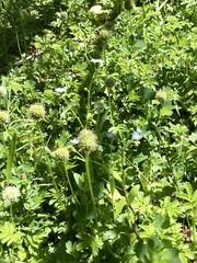 Myosotis discolor