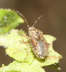 Nysius