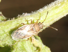 Nysius