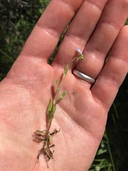 Myosotis discolor