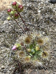 Drosera pulchella