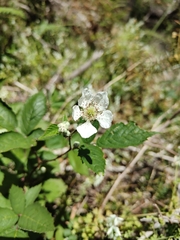Rubus fruticosus