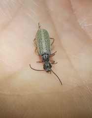 Epicauta fulvicornis