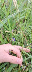 Dianella amoena