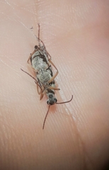 Epicauta fulvicornis