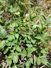 Rubus fruticosus
