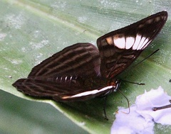Adelpha ethelda