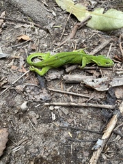 Naultinus elegans