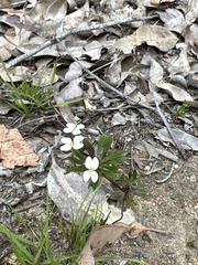 Stylidium rhynchocarpum
