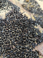 Xenostrobus neozelanicus