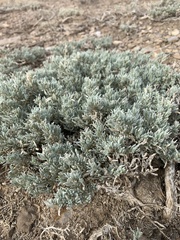 Atriplex corrugata
