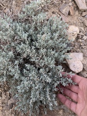Atriplex corrugata