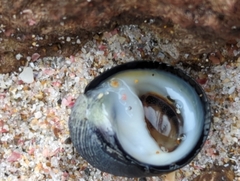 Nerita melanotragus