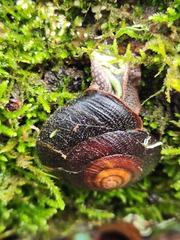 Monadenia infumata