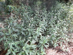 Persicaria attenuata