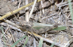 Encoptolophus costalis