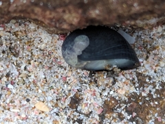 Nerita melanotragus