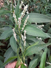 Persicaria attenuata