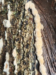 Naematelia encephala