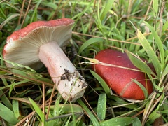 Russula rhodocephala