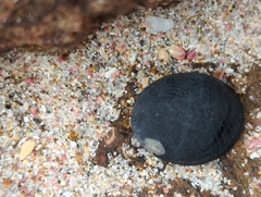 Nerita melanotragus