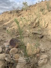 Asclepias subverticillata