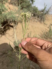 Asclepias subverticillata