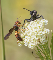 Cerceris bicornuta