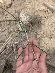 Asclepias subverticillata