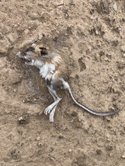 Dipodomys ordii