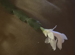 Schlumbergera truncata